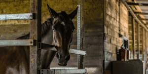 Equine Issues Which Involve Prompt Decisions