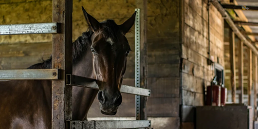 Equine Issues Which Involve Prompt Decisions