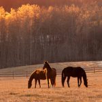 Equine Law Litigation