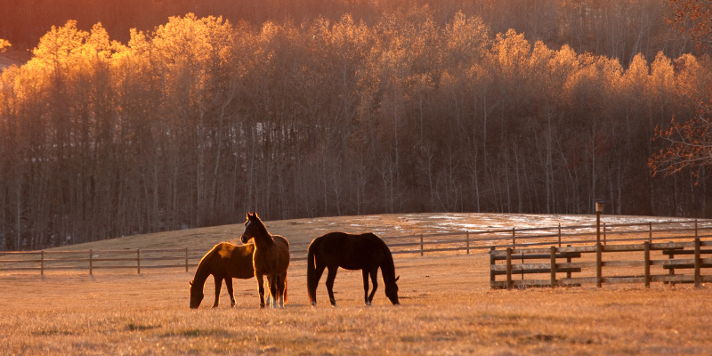 Equine Law Litigation in Cherokee County, Georgia